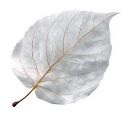 Delicate white leaf natural environment botanical
