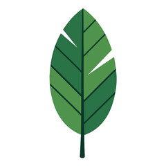 Flat Design Green Leaf Single Simple Detailed Foliage Element Illustration