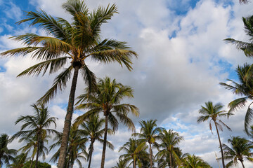 Obraz premium Tropical beach in Miami. Tropical outdoor scene with palm tree. Tropical summer vacation. Exotic nature. Palm tree. Summer vacation in Miami south beach. Palm tree of California. Palm leaves rustling