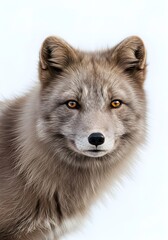 Arctic Fox Studio Portrait on White