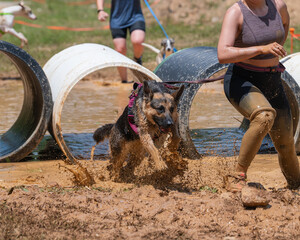 Running through the mud a dog is spashing the dirty water