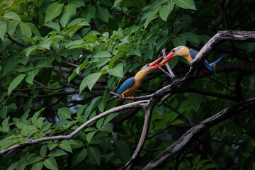 Stork-billed Kingfisher, Pelargopsis capensis, parent bird feeding chick on tree branch in forest park, massive kingfisher with a large scarlet bill, habitat near lake or pond, fish prey in bird mount © happycreator