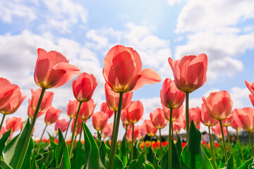 青空と赤いチューリップ