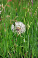Closeup of a Goat's Beard seedhead, Kent England
