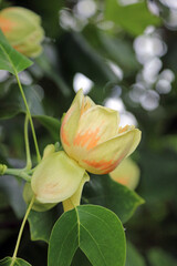 Closeup of a Tulip Tree bloom, Kent England
