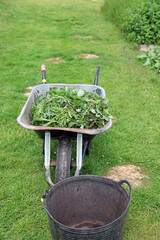 Closeup of a metal Wheelbarrow and a trug, Kent England
