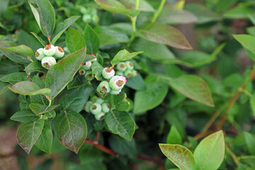 Closeup of Blueberries in early June, Kent England
