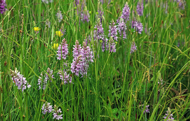 Naklejka premium Cluster of Common Spotted Orchid plants, Kent England 