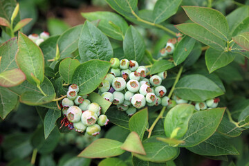 Macro image of Blueberries in early June, Kent England
