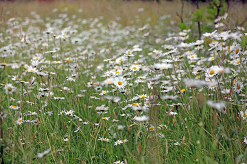 Oxeye Daisy plants, Kent England
