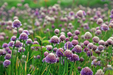 Obraz premium View across a bed of Chives plants, Kent England 
