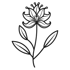 kangaroo paw flower line art on-white-background