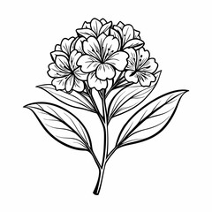 kalmia flower line art vector illustration on-white-background
