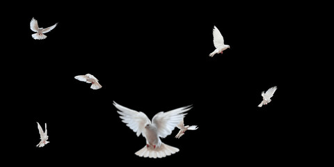 Flock of doves stock image in black background