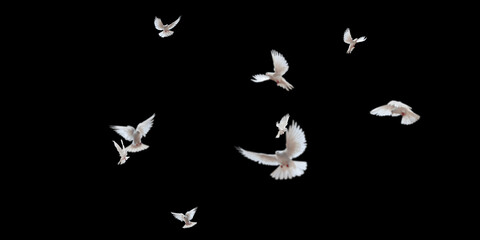 Flock of doves stock image in black background
