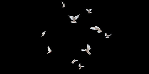 Flock of doves stock image in black background