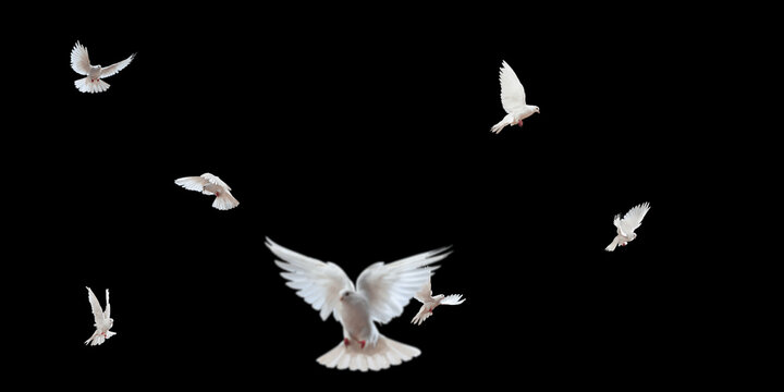 Flock of doves stock image in black background