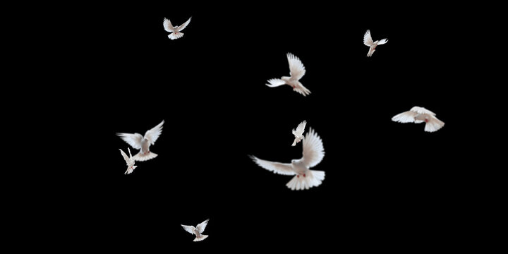 Flock of doves stock image in black background