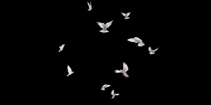 Flock of doves stock image in black background