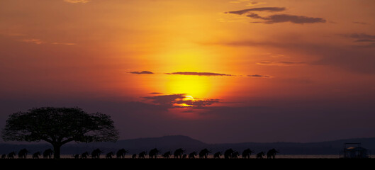 Safari theme. Amazing sunset and sunrise.Panorama silhouette tree in africa with sunrise. Dark tree on open field dramatic sunrise.
