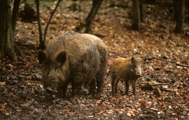Sanglier; femelle; jeune; marcassin; sus scrofa