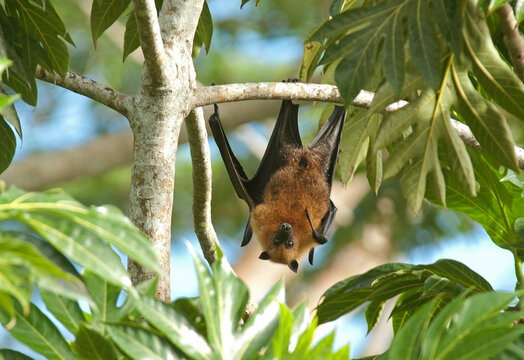 roussette des Seychelles, pteropus seychellensis, Ile Cousin, Seychelles