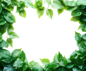 Lush green leaves framing white space nature scene view fresh vibes