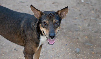 A cheerful dog poses for the camera with a bright smile, showcasing its playful personality against a blurred natural background.
