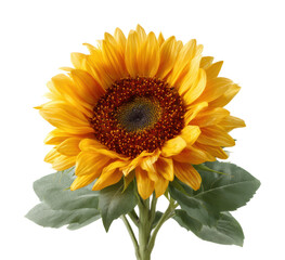 Obraz premium Sunflower blooming nature scene floral bright environment view