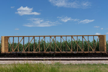Long, yellow centerbeam car sits idle in a rail siding on a sunny Texas summer afternoon.