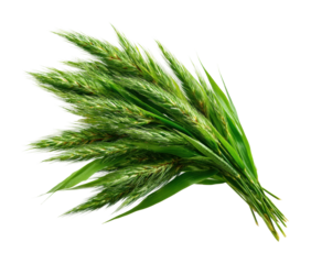 Harvesting green grasses open field natural arrangement bright lighting view