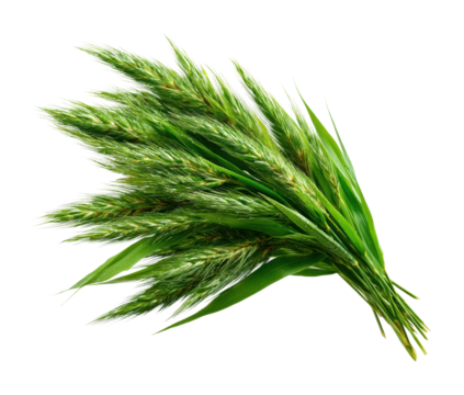 Harvesting green grasses open field natural arrangement bright lighting view