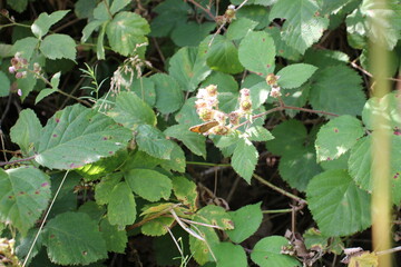 Brombeere