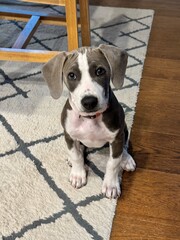 pit bull puppy sitting like a good dog