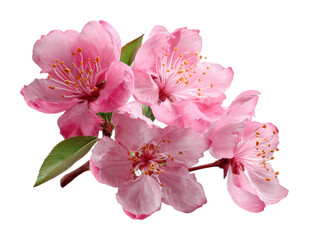 Beautiful cherry blossom flowers nature floral arrangement spring
