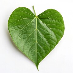 Fototapeta premium green leaf isolated on white