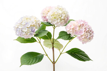 Pastel Hydrangea Blooms Soft Pink White Lavender Green Leaves 1