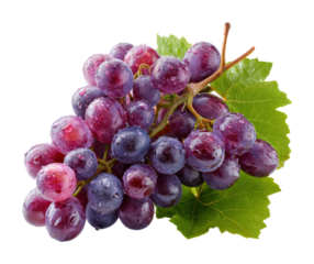 Freshly harvested grapes vineyard food natural view