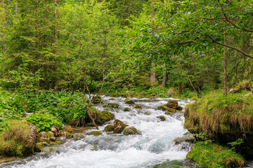 Scenic forest stream flowing over mossy rocks, surrounded by lush green trees. Pure, wild nature...