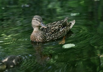 A female wild duck. Observing nature. A beautiful picture of a bird.