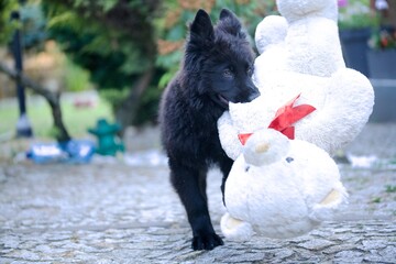 old german shepherd puppy 