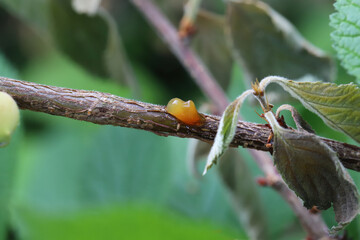 Sap leaking from weeping cherry, branches dying, disease fungal or bacterial infections, Canker on the shoots of a tree in an orchard.
