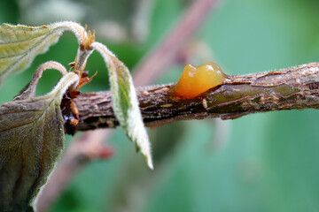 Sap leaking from weeping cherry, branches dying, disease fungal or bacterial infections, Canker on...