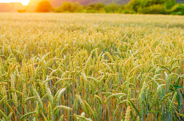 Wheat field with green ears close up glowing in warm sunset light summer rural landscape