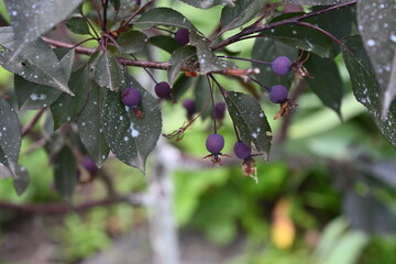 A tree of paradise apples. Tiny lilac fruits. Beautiful photo 1.