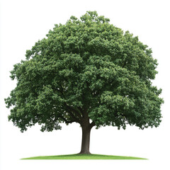 Fototapeta premium A stately oak tree with a wide, full canopy of lush green leaves and a sturdy, textured trunk, isolated on a white background. 