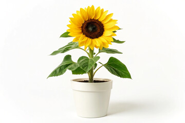 Obraz premium Single Blooming Sunflower Yellow Flower in White Pot White Background