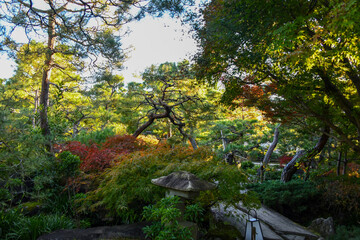 autumn in the forest