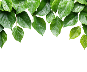 Vibrant green leaves with water drops natural view nature theme