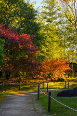 Fototapeta premium autumn trees in the park